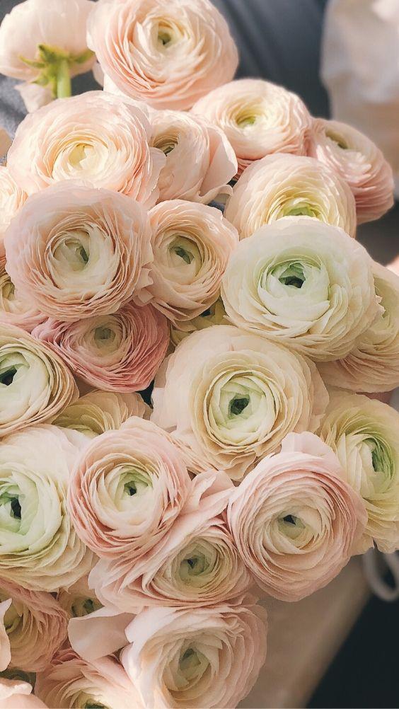 Sunset Serenade: A Symphony in Petals
